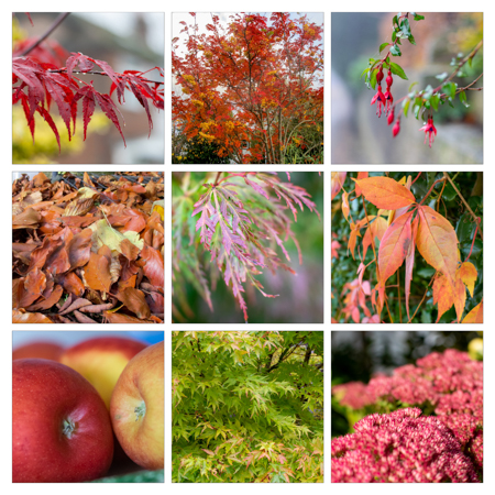 A smile-worthy montage